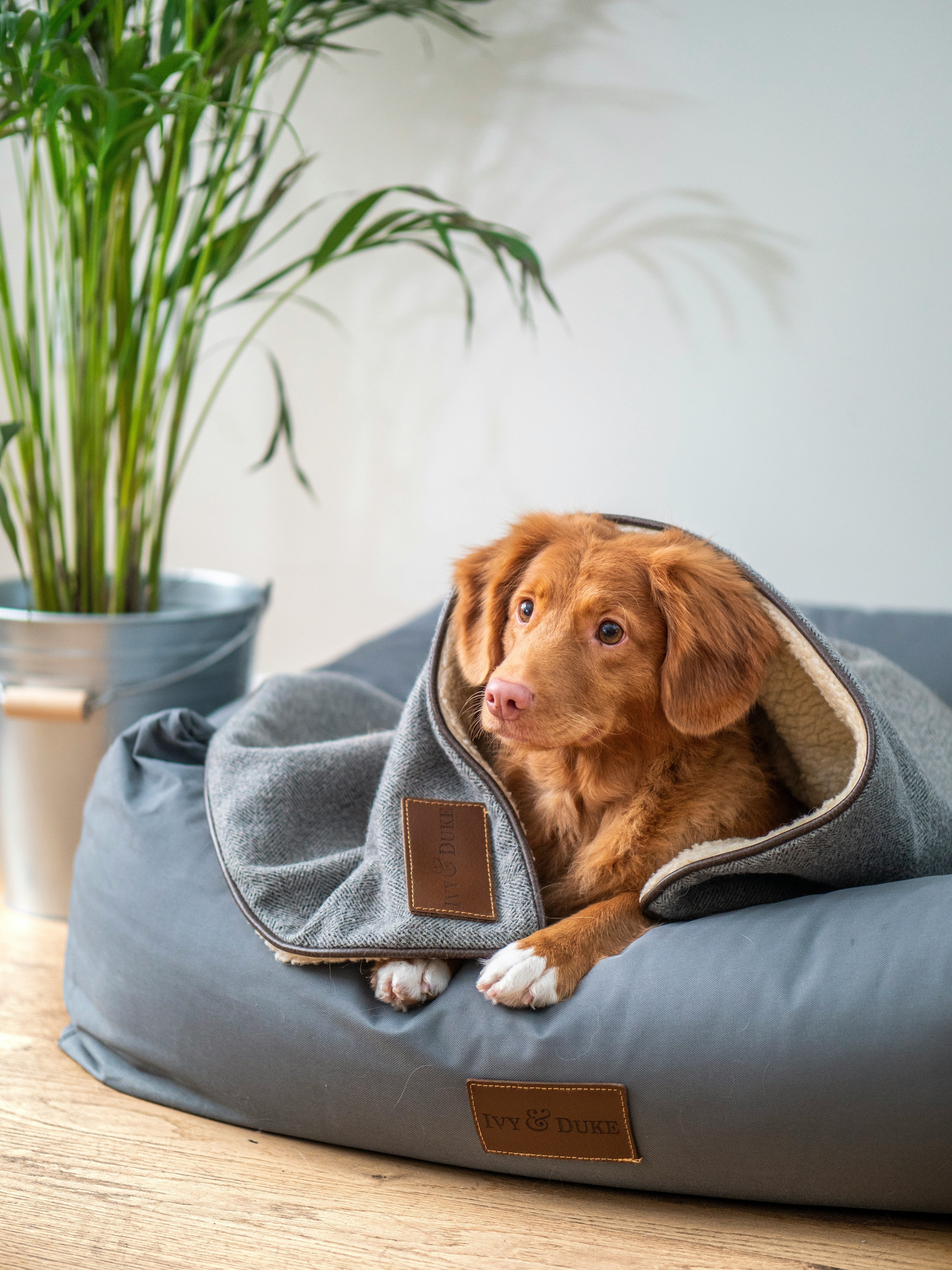 Dog Beds