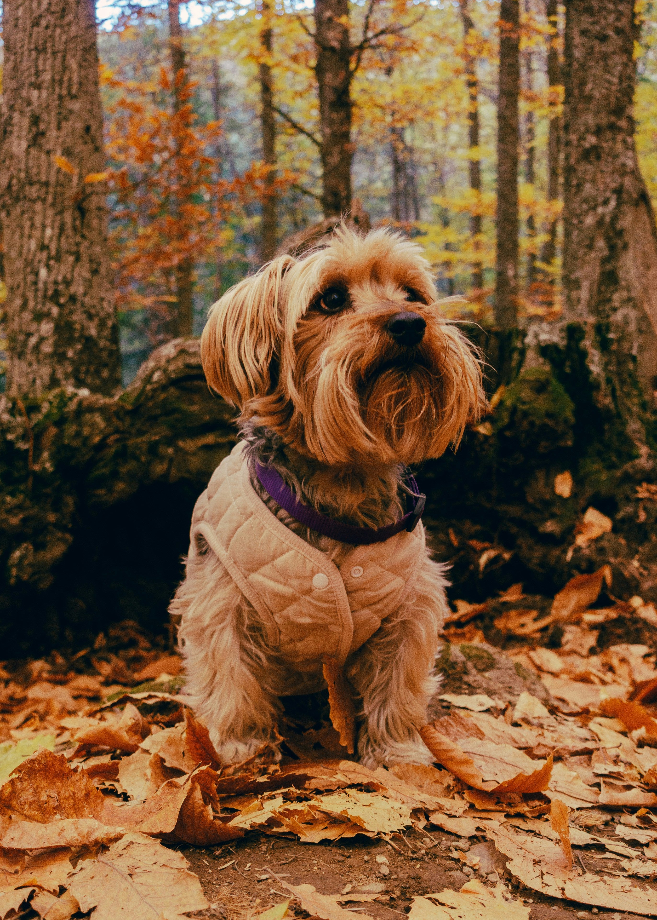 Dog Apparel